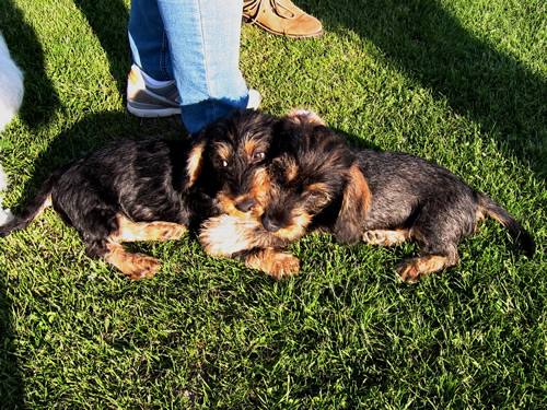 Fanni und Ari in der Hundeschule Fanni und Ari in der Hundeschule