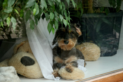 Fanni in der Auslage Fanni in der Auslage