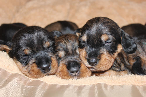 Fanni mit Geschwistern Fanni mit Geschwistern