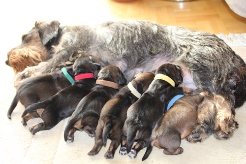 Fanni mit Geschwistern und Mama Fanni mit Geschwistern und Mama