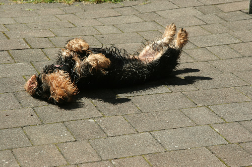 Fanni beim Sonnen Fanni beim Sonnen