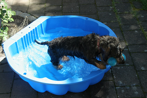 Wasserratte Fanni Wasserratte Fanni